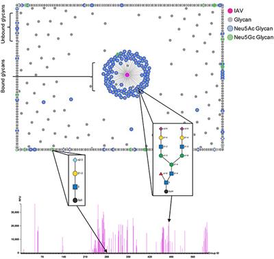 Natural and Synthetic Sialylated Glycan Microarrays and Their Applications